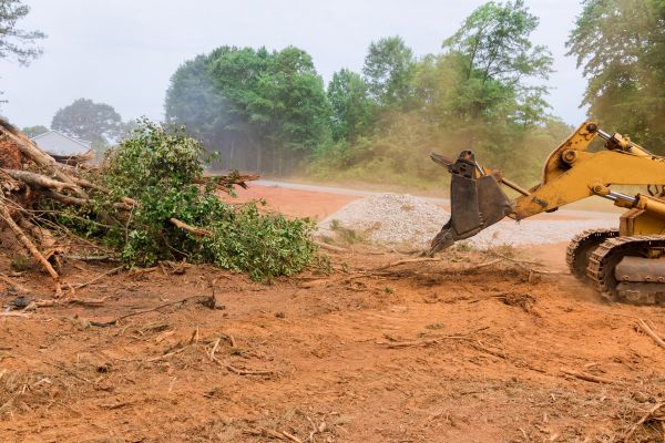 Cost of Ground Clearing in Albany