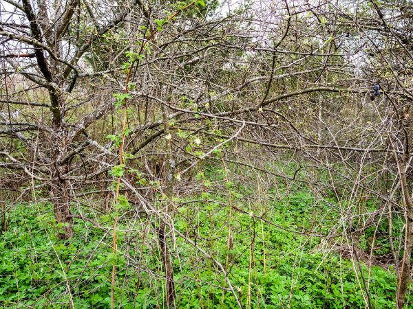 Cost of Underbrush Clearing in Albany