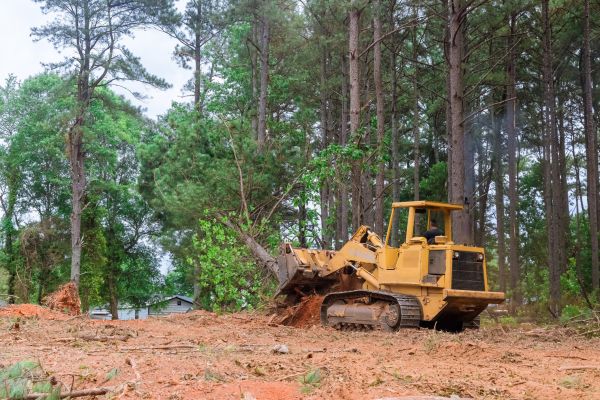Cost of Forest Thinning in Albany