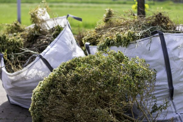 Cost of Bushes Clearing in Albany
