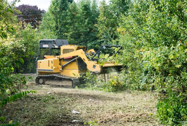 Cost of Pathway Clearing in Albany