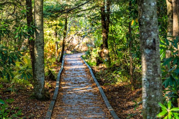 Cost of Trail Clearing in Albany